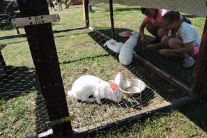 A fenced area with two white rabbits and a metal gate. - Cottages With a Pool for 5 People (Kamien Pomorski)