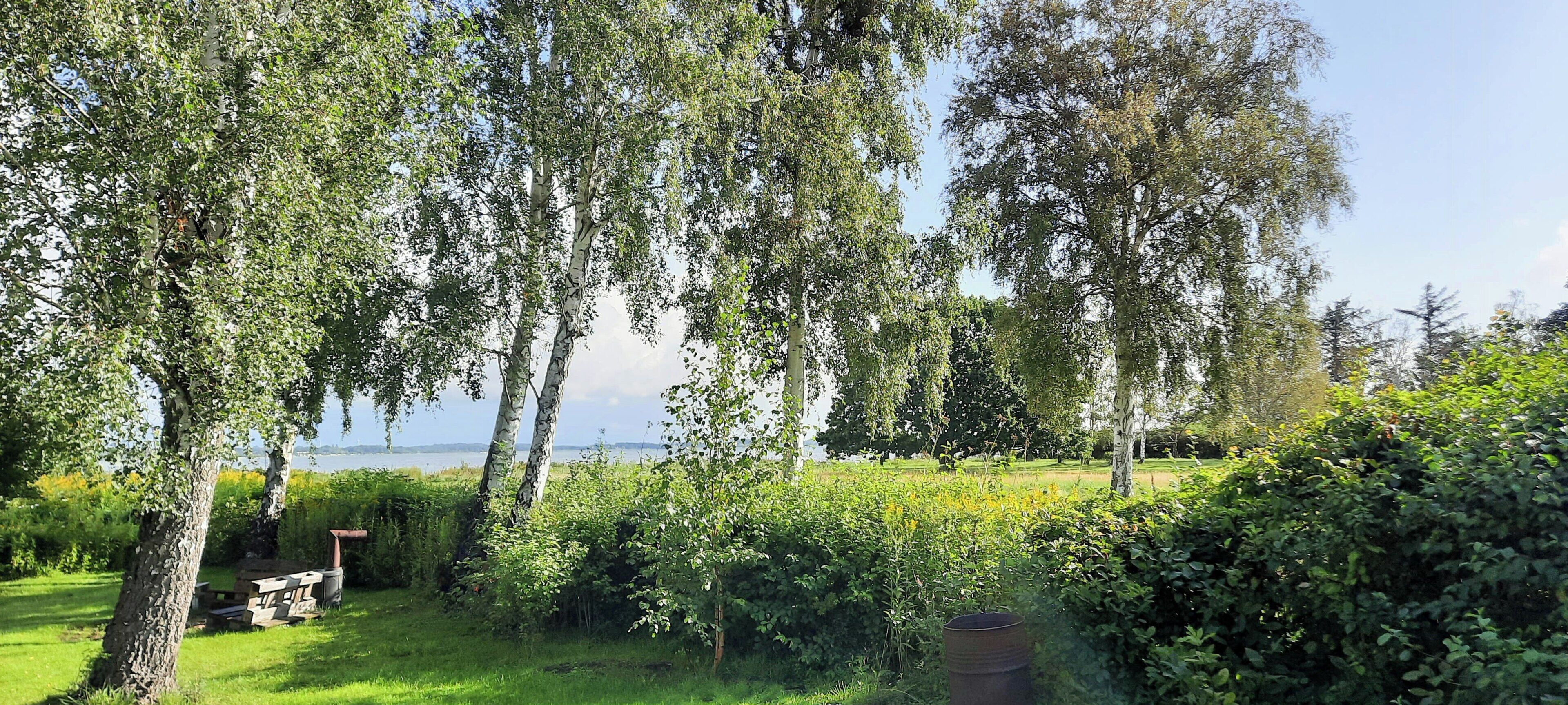 Een park met berkenbomen, een picknicktafel en een gazon.