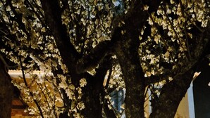 Un árbol con flores blancas frente a un edificio con ventanas y puertas decoradas.