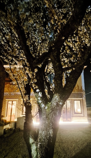 A tree with white blossoms in front of a building with patterned windows and doors.