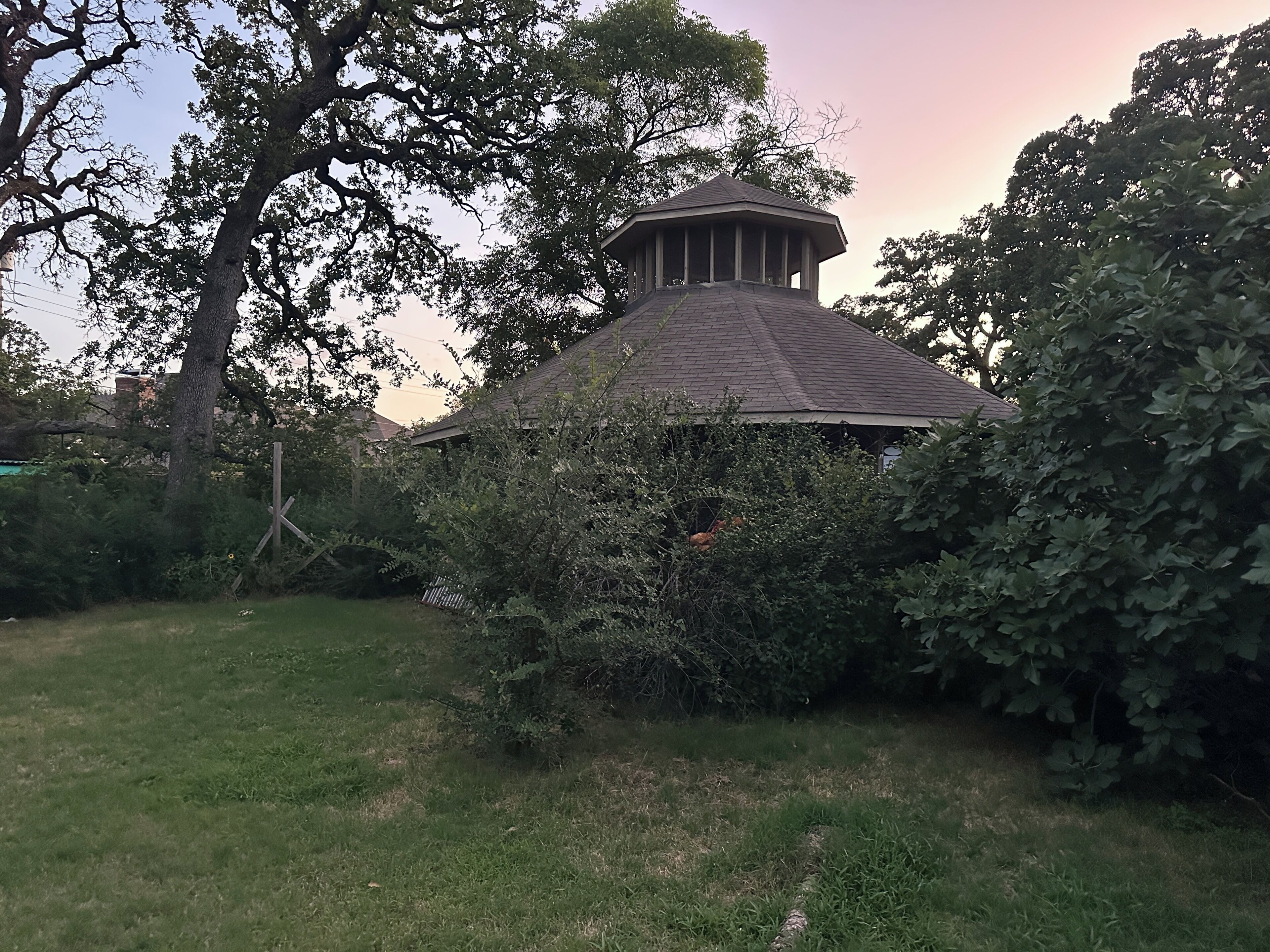 A gazebo with a tiled roof, surrounded by dense foliage and a grassy area.. 2-bedroom home in Irving. Large backyard w/ fig trees & chickens for fresh eggs.