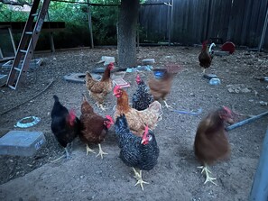 Un grupo de gallinas en un gallinero exterior con un árbol, una escalera y escombros dispersos.