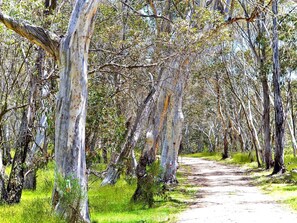A forested path with trees and greenery. - Your gateway to an unforgettable holiday experience in the stunning Snowy Mountains! (Adaminaby)