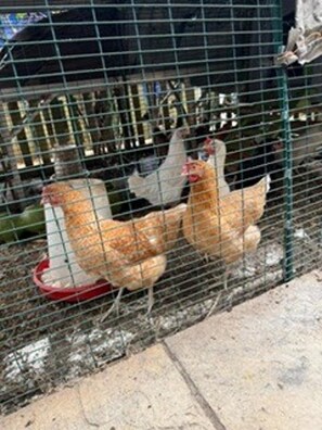 A chicken coop with wire fencing and a red feeder. - House Sleeps 6 With Enclosed Garden (Cirencester)