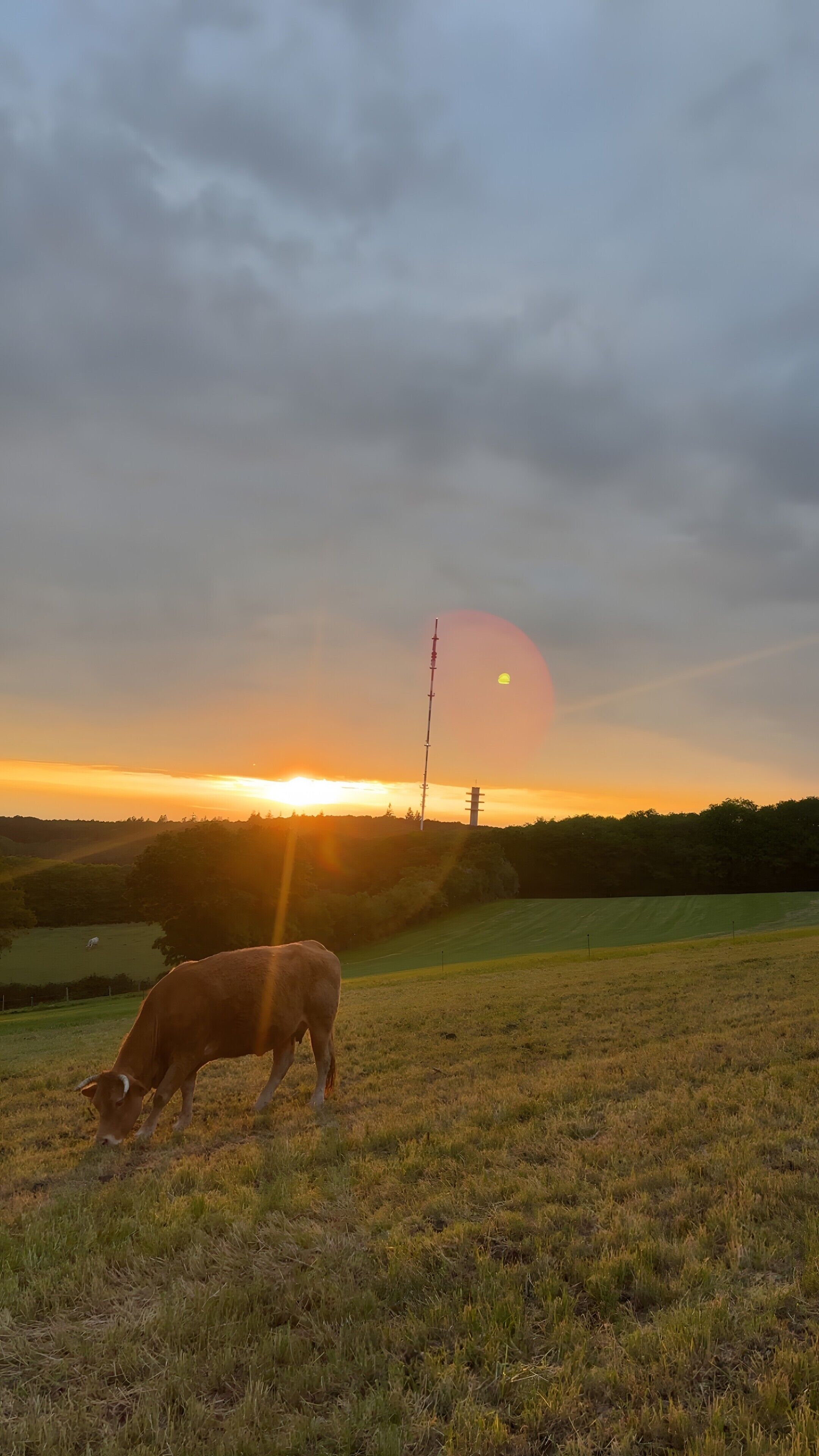 Eine Kuh grast auf einer Wiese, im Hintergrund ein Sonnenuntergang.