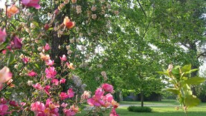 A garden with blooming pink flowers and a well-maintained lawn. - Artist's Historic Countryside Retreat (Verona)