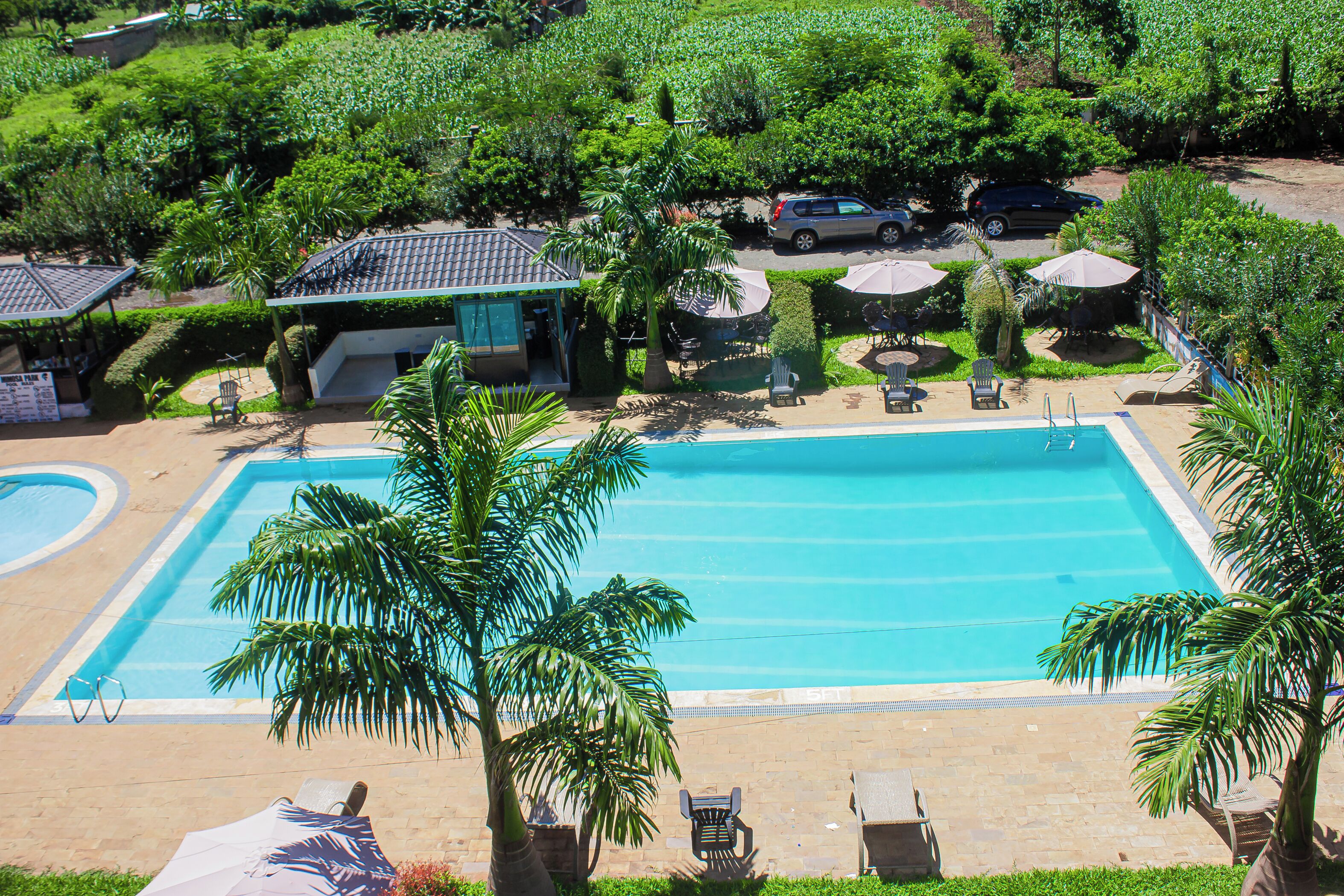 A swimming pool with lounge chairs and umbrellas, surrounded by palm trees and greenery.