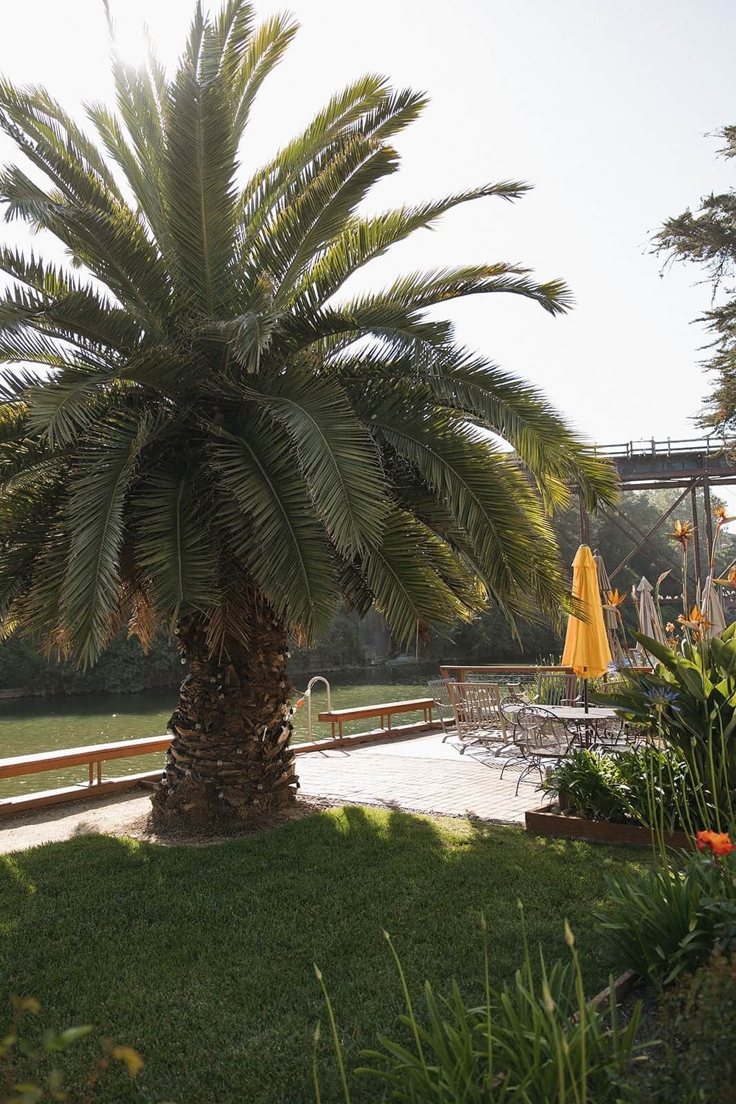 Una palmera, asientos al aire libre y un puente al fondo.