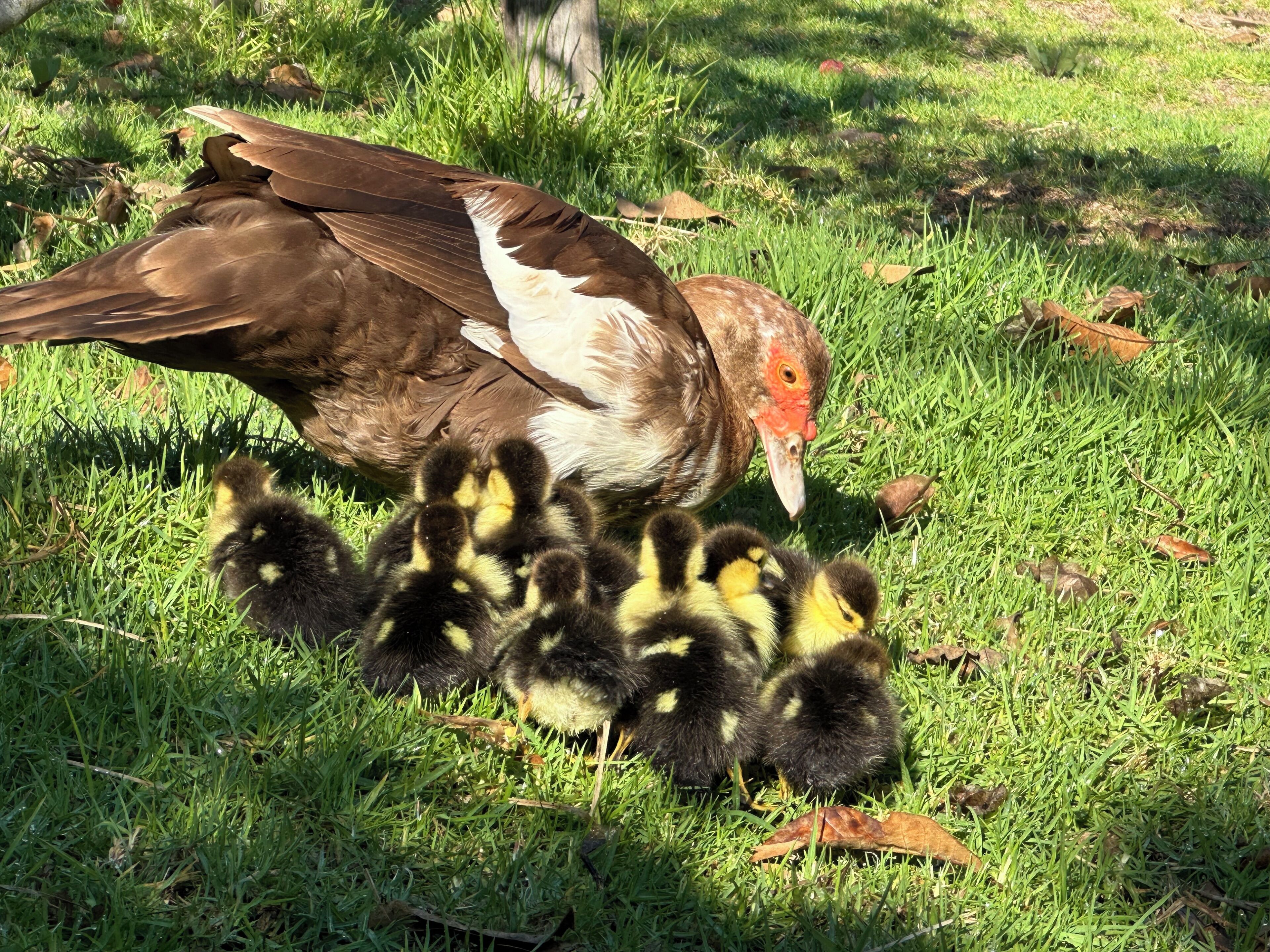 A duck with ducklings on a grassy area.