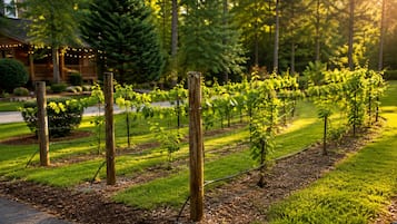 A vineyard with rows of grapevines supported by wooden stakes, a wooden fence, and a well-maintained grassy area.