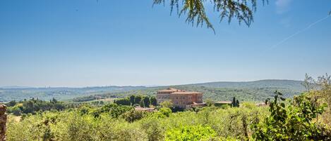 A rural landscape with a large building surrounded by olive trees and greenery.