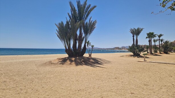 Ein sandiger Strand mit Palmen und blauem Himmel.