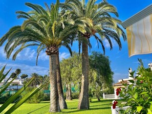 Ein Garten mit Palmen und einem weißen Zaun.