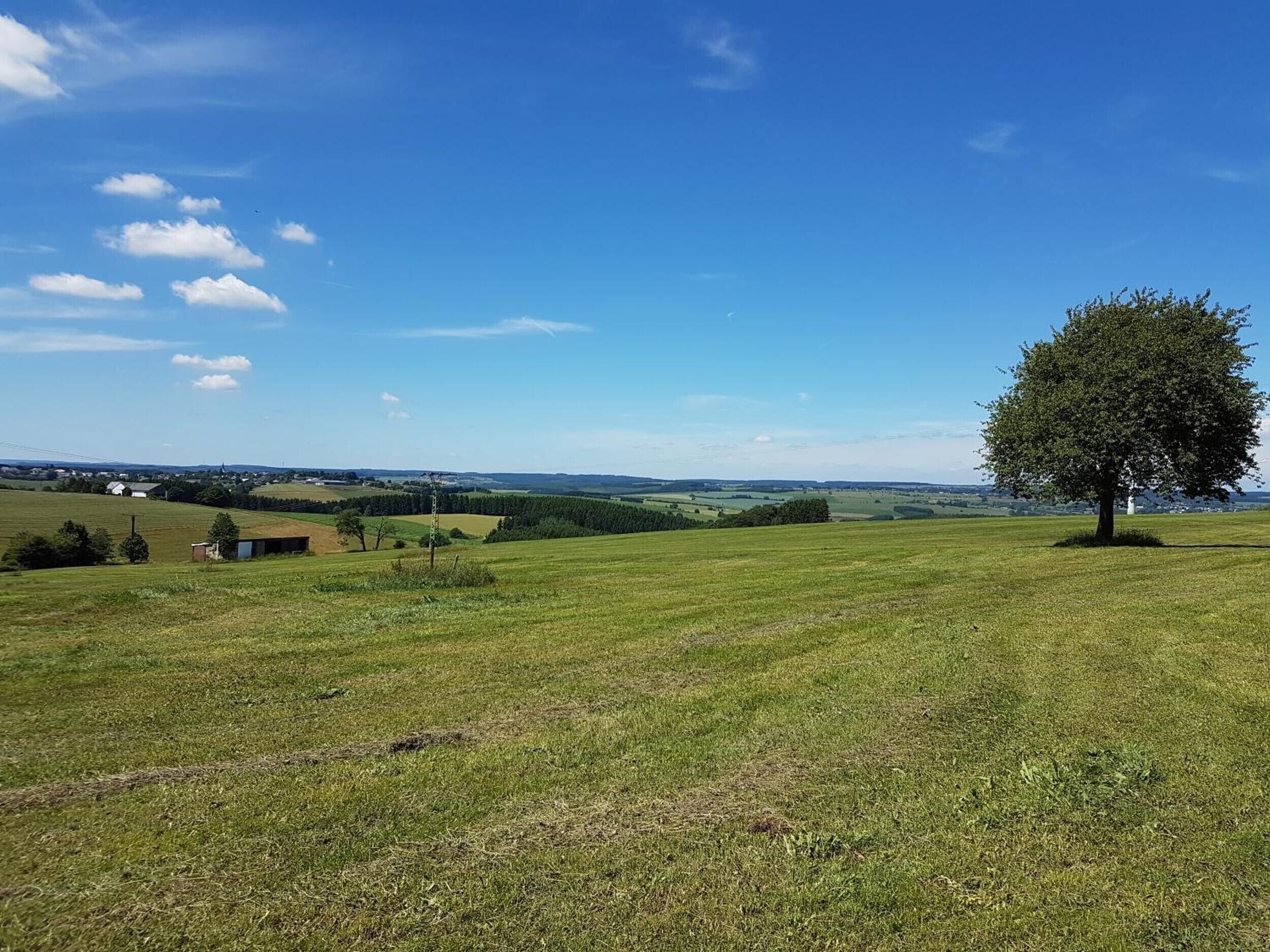 Ein grünes Feld mit einem einzelnen Baum und einem kleinen Gebäude in der Ferne.