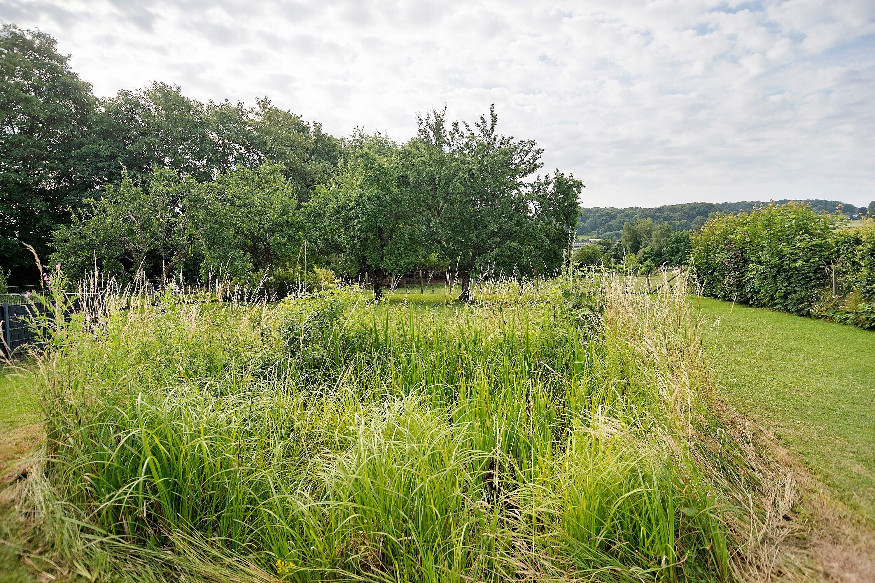 A grassy field with trees and a clear sky.