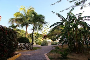 Un camino empedrado que lleva a un área de piscina rodeada de palmeras y plantas tropicales.