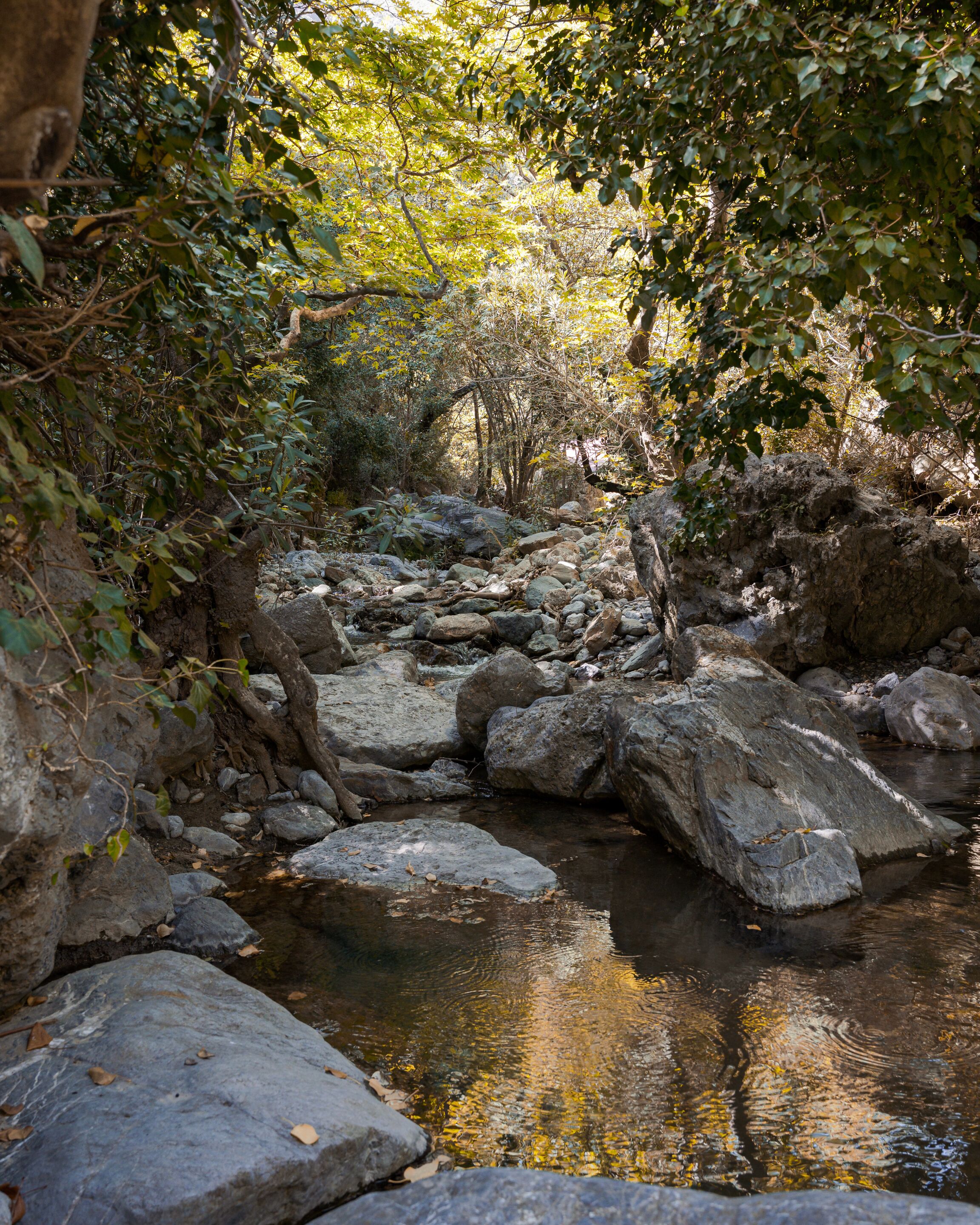 A natural rocky stream with surrounding foliage.