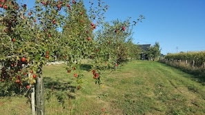 An orchard with apple trees and a house in the background.