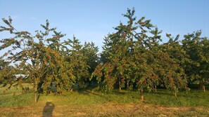 A field of trees with red fruits, likely a fruit orchard.