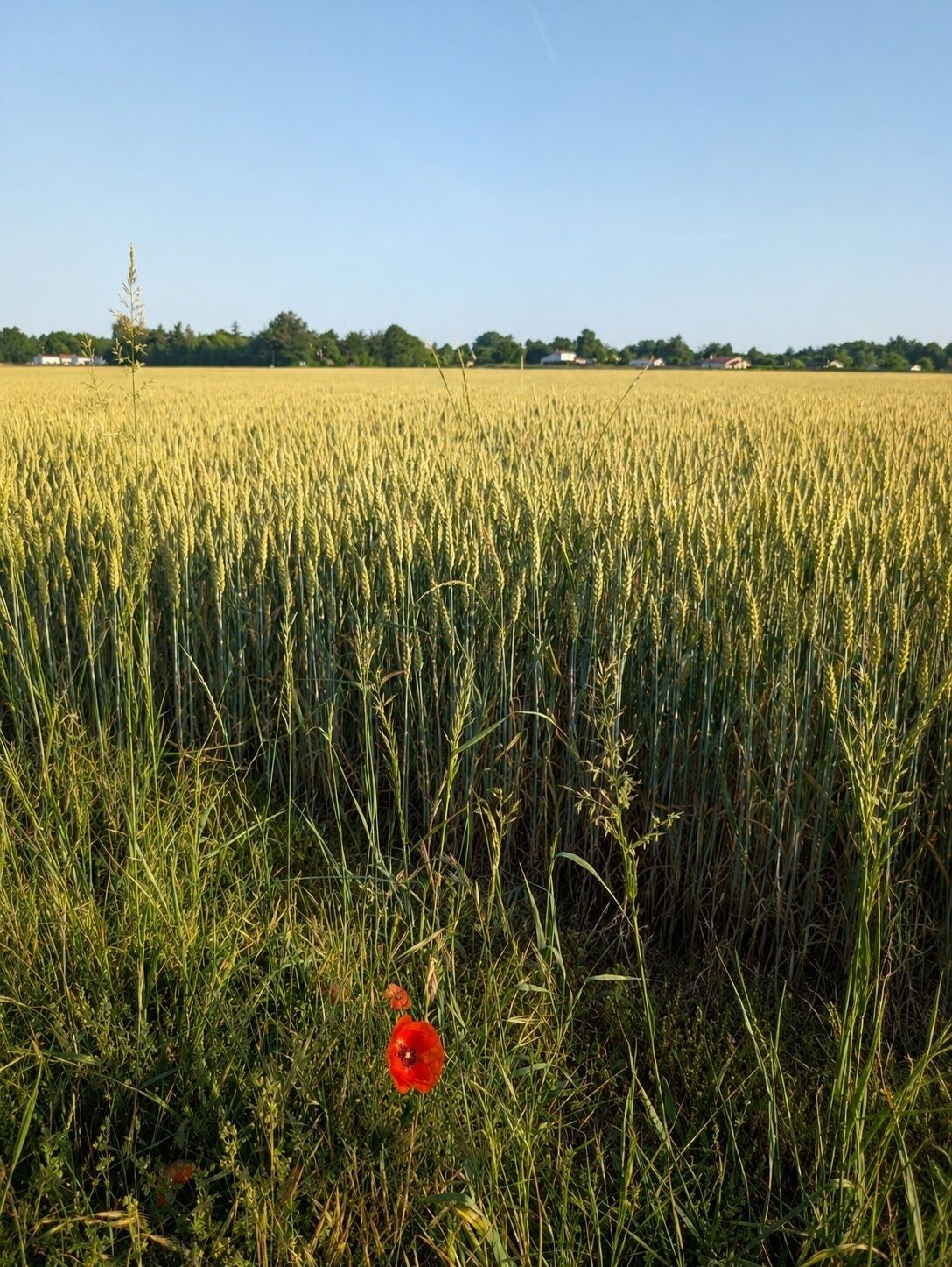 Een graanveld met een enkele rode klaproos op de voorgrond.