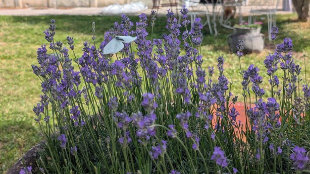 A stone building with shutters, a garden with lavender, and outdoor furniture. - Charming suite near St Jean d'Angély (Vervant)