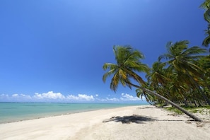 A beach with palm trees and a clear sky. - TOCA GAMBOA - Apartment 190m from Patacho Beach on the Ecological Route of Miracles - AL (Porto de Pedras)
