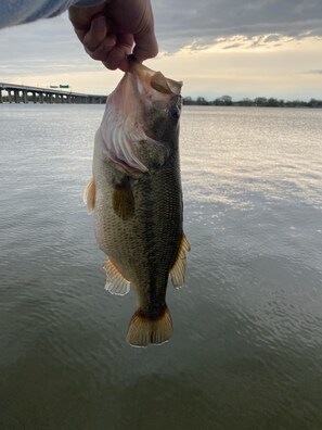 A person holding a fish over a body of water with a bridge in the background. - Lakefront Retreat with Views | Newly Redesigned (Menasha)