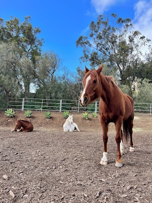 A horse in a fenced outdoor area with trees and a clear sky.