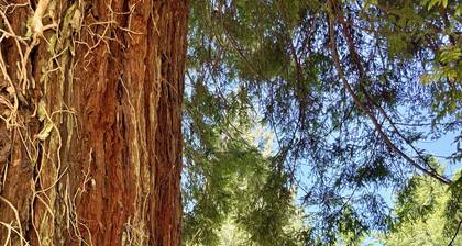 Flower House - Pet Friendly - Redwood Forest Nearby