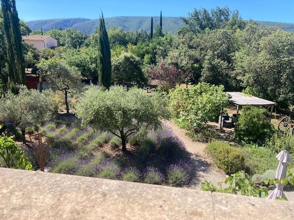 A garden with various trees and a small building. - Le clos des lavandes (Lacoste (Provence))