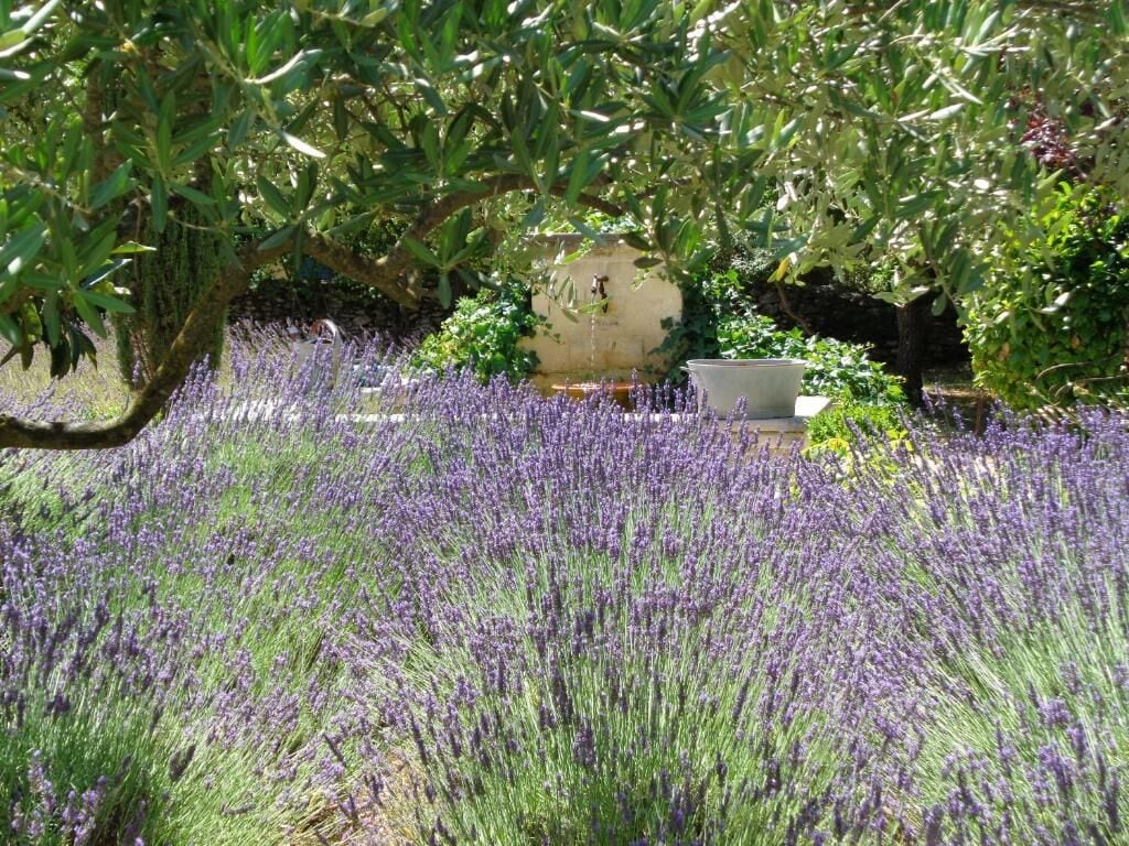 A garden with lavender, a stone wall, and a rustic fountain.
