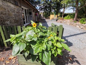 Ein Garten mit Holzlattenzaun, Sonnenblume und Steinmauer.