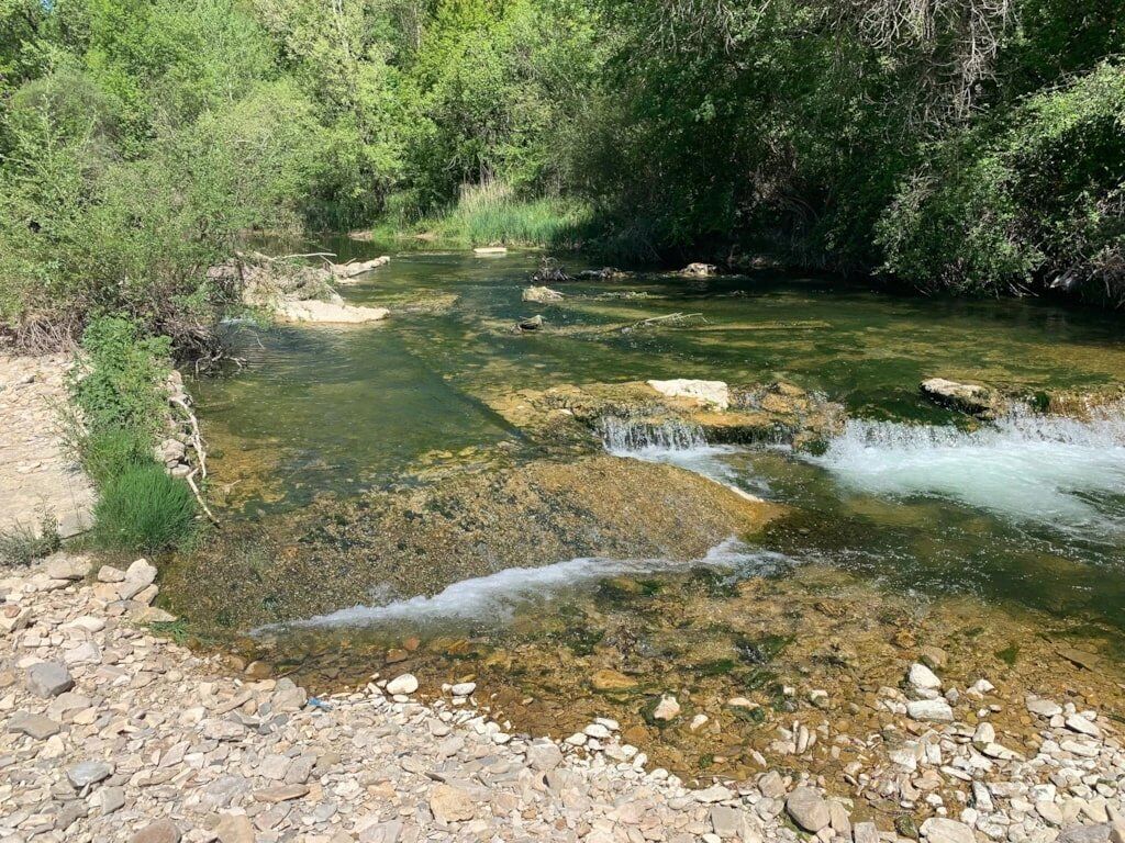 Un arroyo cristalino con rocas y vegetación, rodeado de un denso bosque.