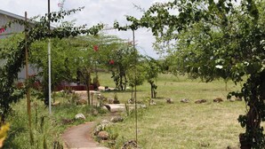 Ein Gartenweg mit viel Grün und Steinen, der zu einem Gebäude mit rotem Dach führt.
