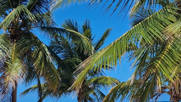 A beach with palm trees, a clear blue sky, and a calm sea. - Apartment with private access to the beach (Punta Cana)