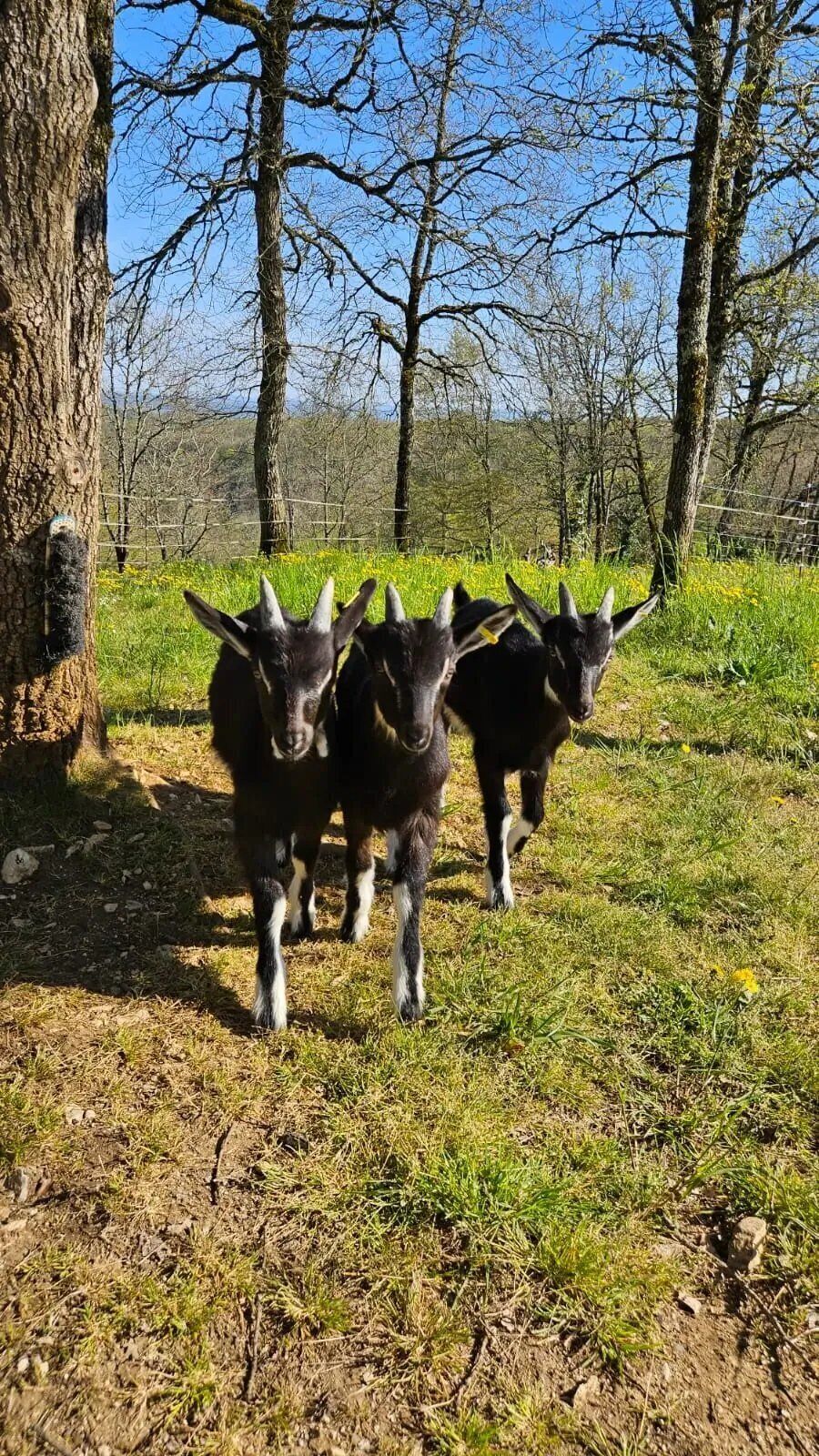 Tres cabras en un campo cubierto de hierba con árboles al fondo.