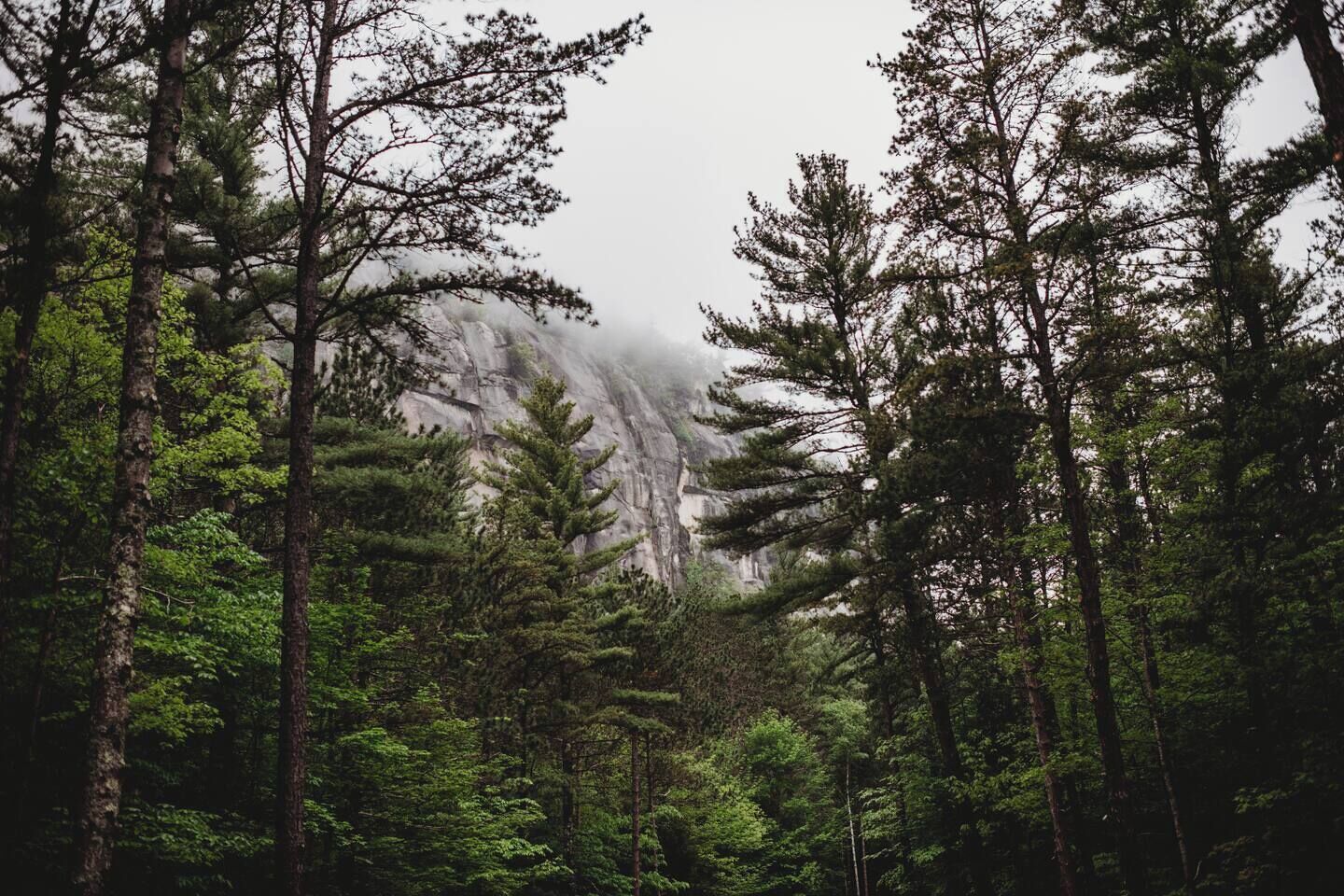 A dense forest with tall trees and a mountain in the background.