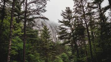 A dense forest with tall trees and a mountain in the background.
