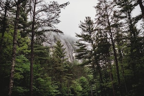 Ein dichter Wald mit hohen Bäumen und einem Berg im Hintergrund.