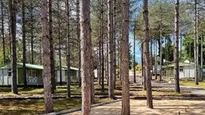 Metsäinen alue, jossa on korkeita puita ja kirkas taivas.
