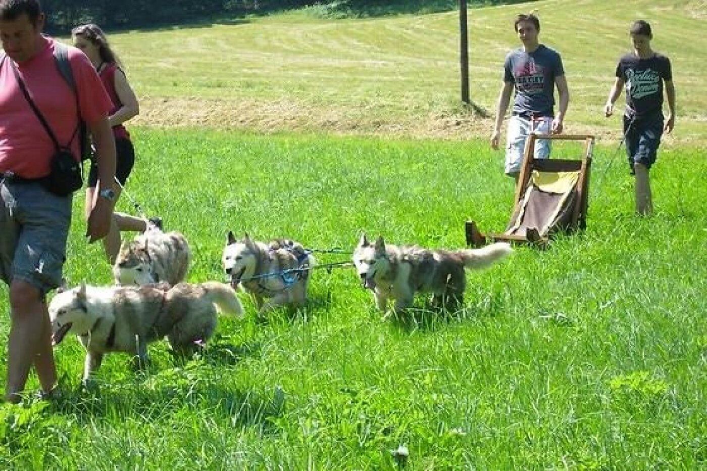 Een grasrijk buitengebied met mensen en honden.
