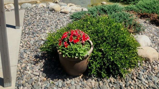 Een houten chaletachtig gebouw met een beekje en potplanten.