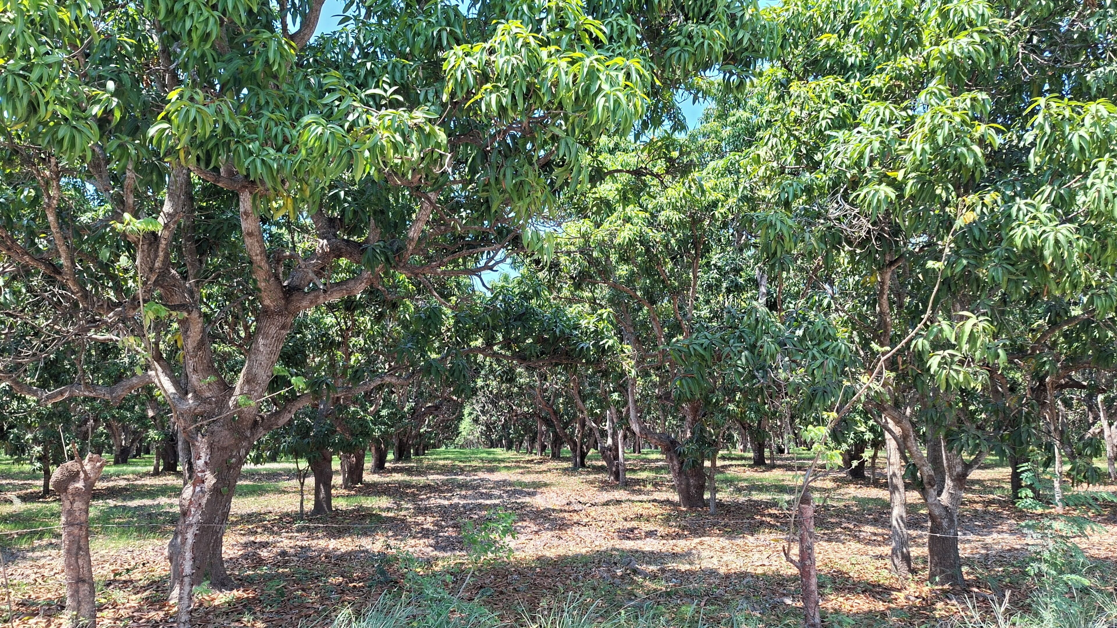 A tree-lined orchard with mature trees and a ground covered in fallen leaves.