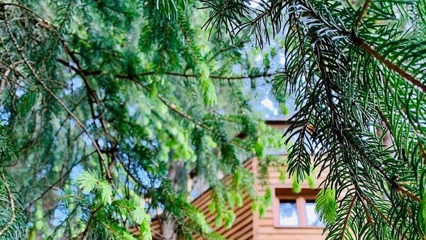 Puinen leikkimökki, joka on rakennettu korkealle tiheän, vihreän lehvistön keskelle.