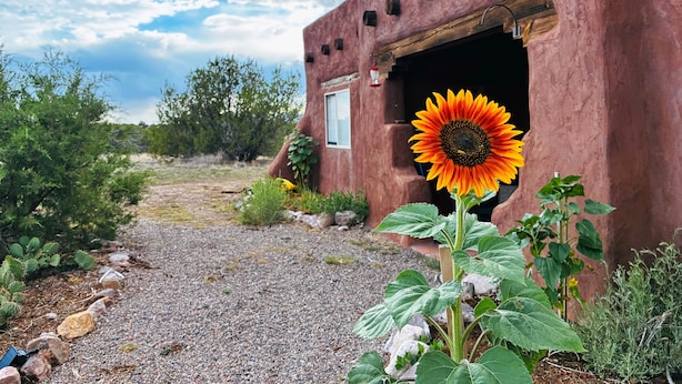 A rustic building with a large sunflower in front.