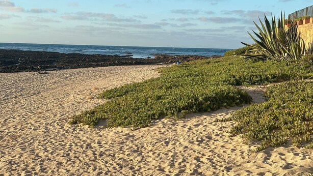 A sandy beach with green vegetation and a rocky shoreline. - Villa plage David Bouznika (Bouznika)