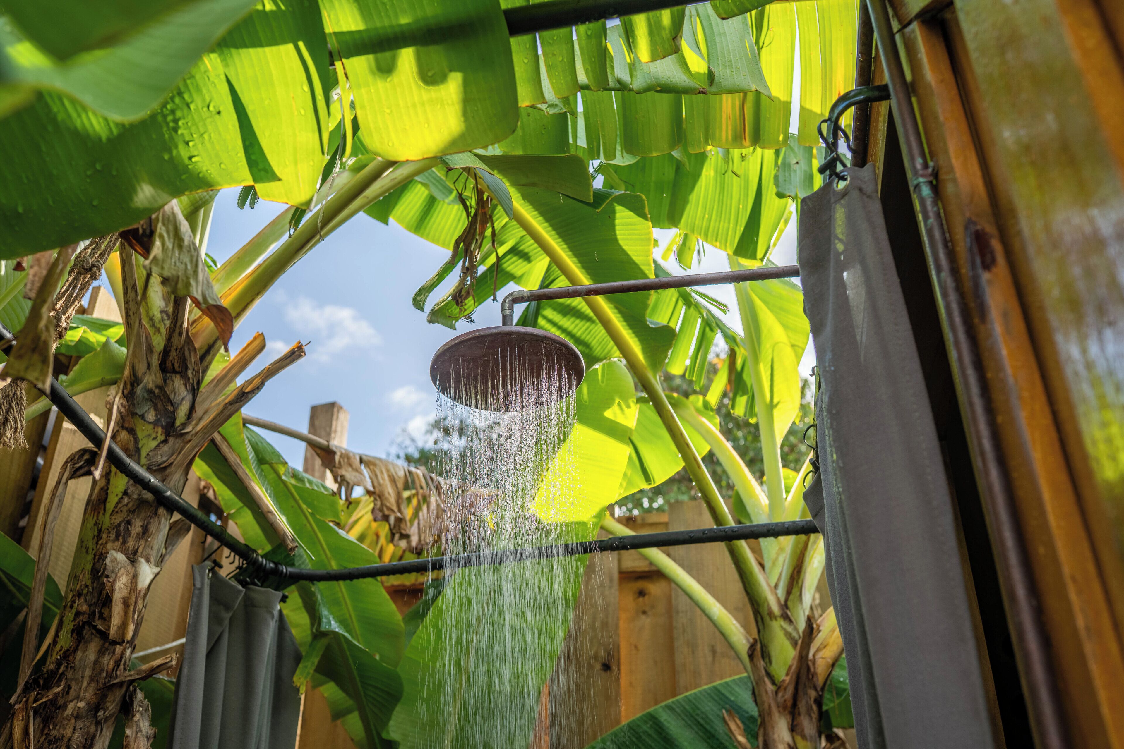 A showerhead with water flowing, surrounded by banana leaves and a wooden fence.