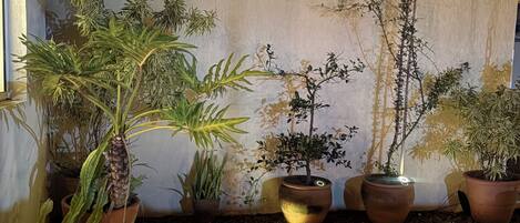A courtyard with potted plants, a stone floor, and a white wall.
