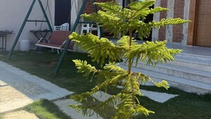 Uma pequena árvore em um quintal, baloiço e um edifício com fachada de tijolos.