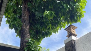 A tree in a courtyard with a white wall and a textured wall section. - Saren Muding, a private, charming 2BR corner house in Kerobokan. (Tabanan, Tabanan Regency)